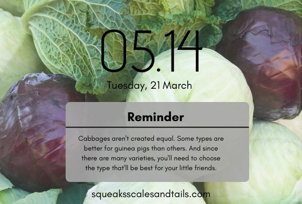 can guinea pigs eat cabbage