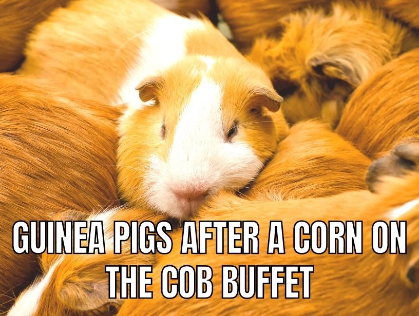 can guinea pigs eat corn