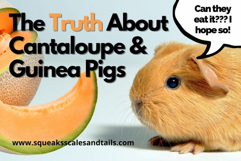 The Truth About Cantaloupe and Guinea Pigs (Can They Eat It?)