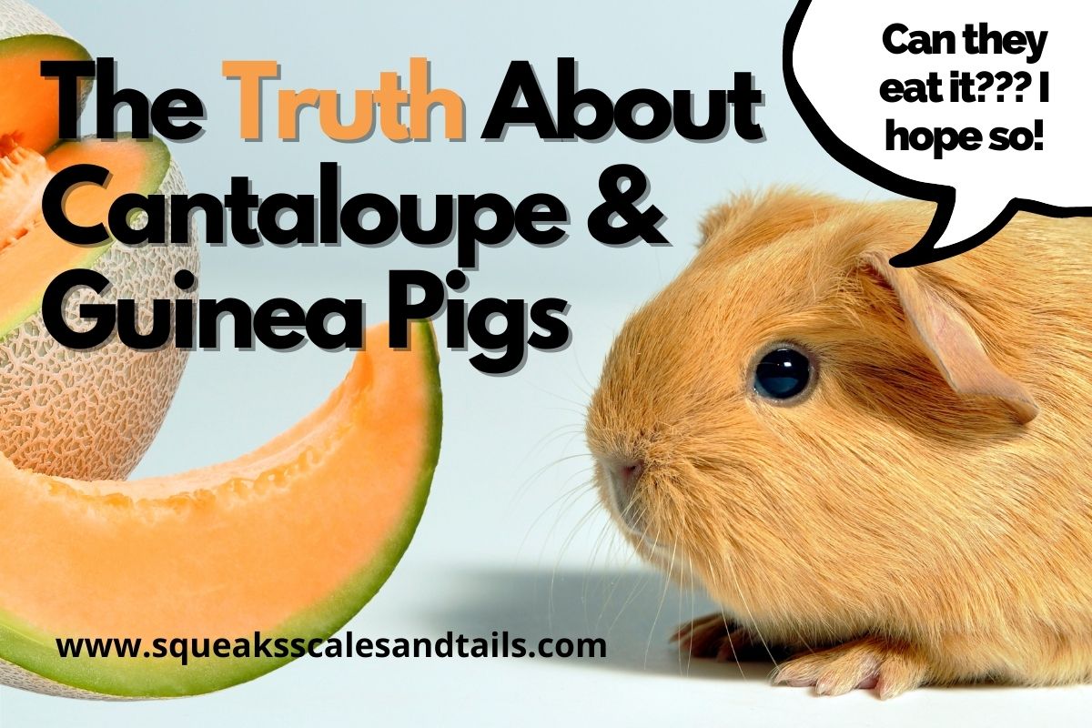 Do guinea shop pigs eat melon