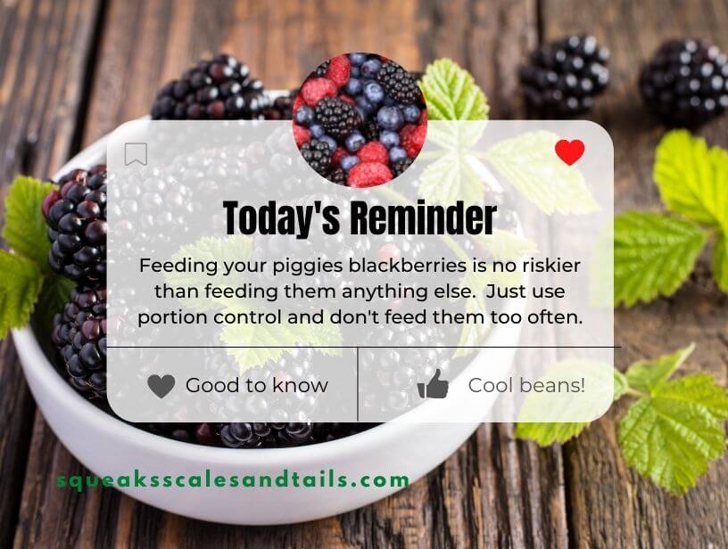 can guinea pigs eat blackberries