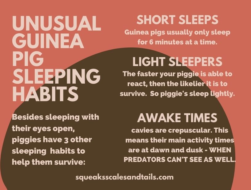 do guinea pigs sleep with their eyes open