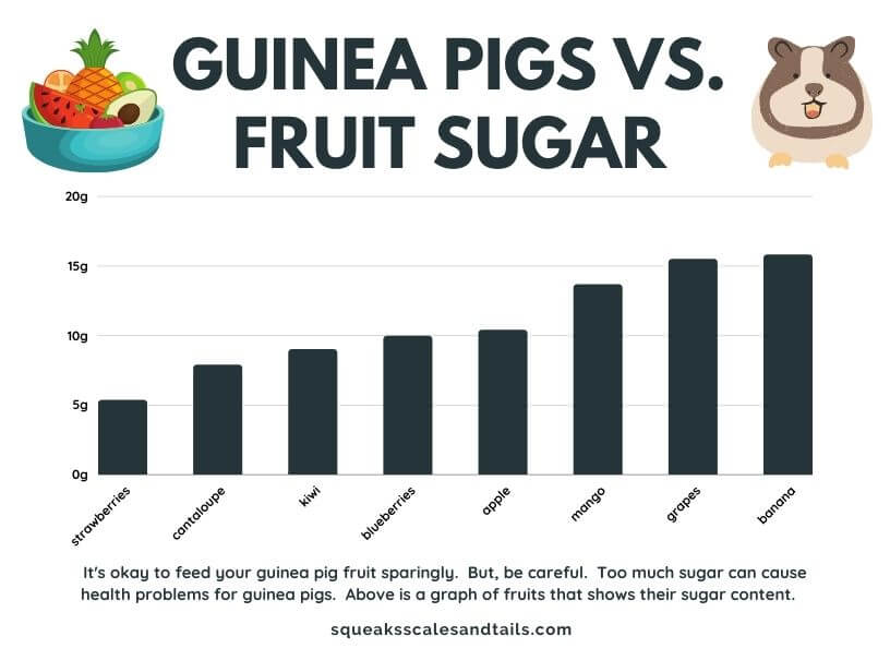 can guinea pigs eat bananas - guinea pigs vs fruit sugar
