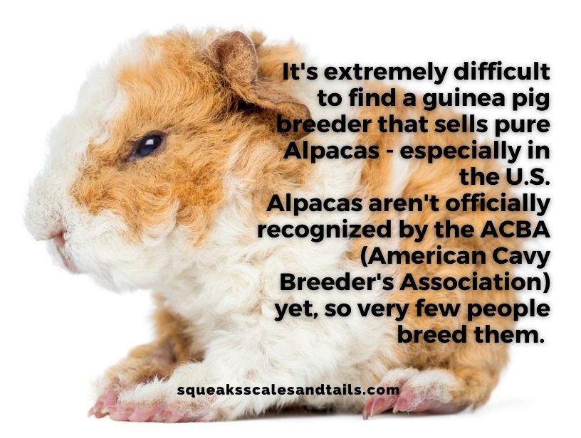 are alpacas rare - alpaca care guide