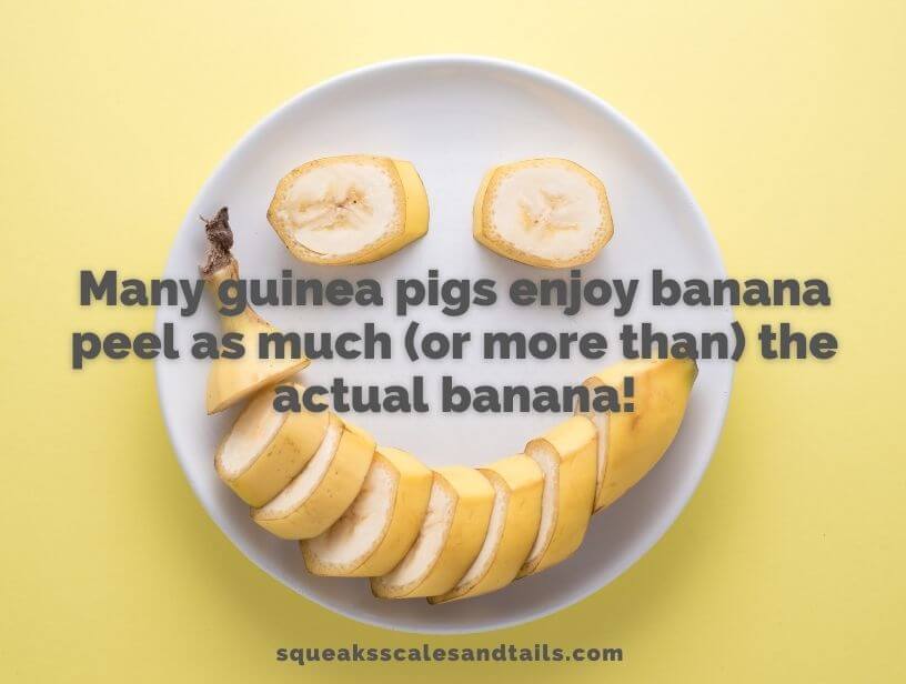 can guinea pigs eat bananas - can guinea pigs eat banana peel or skin
