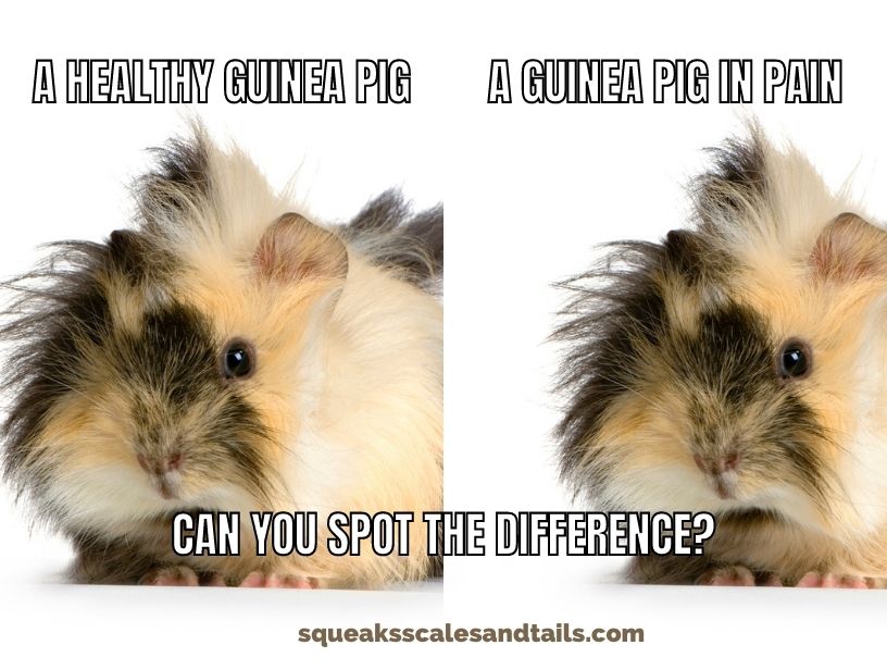 how to tell if your guinea pig is in pain