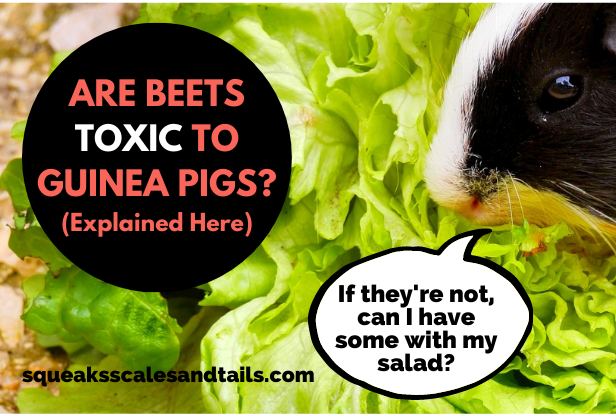 Are Beets Toxic To Guinea Pigs? (Explained Here)