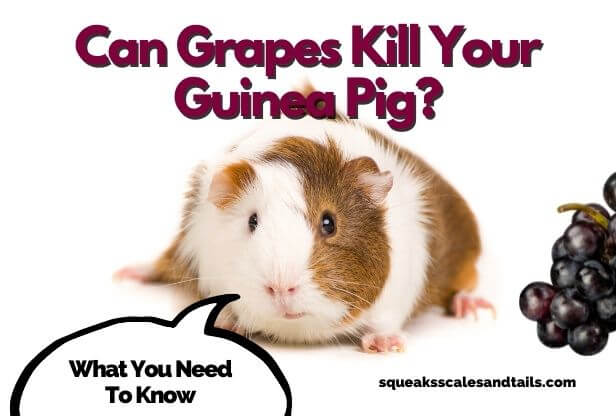 Are grapes good for guinea pigs sale