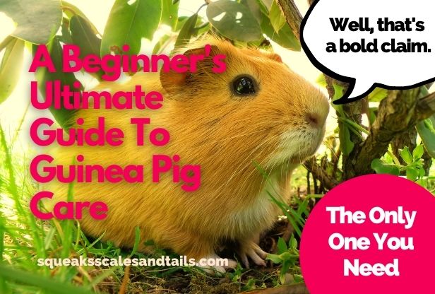 how to take care of a guinea pig for beginners