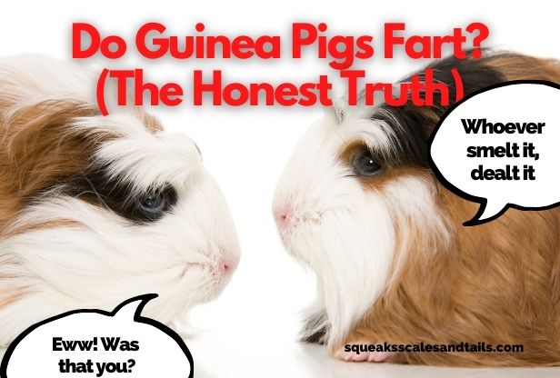 Do Guinea Pigs Fart? (The Honest Truth)