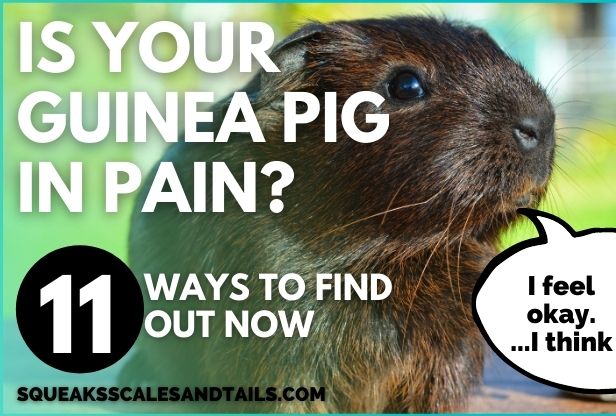 Is Your Guinea Pig In Pain? (11 Ways To Find Out Now)