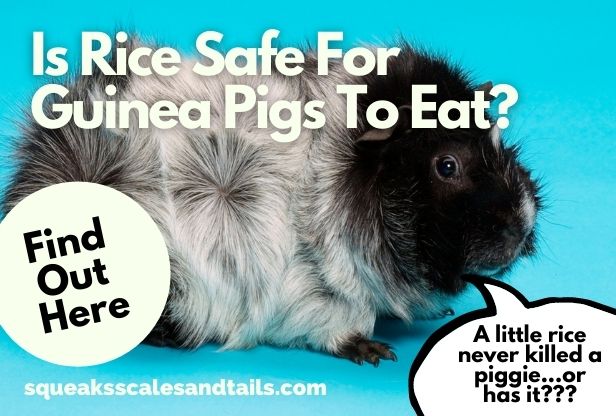Is Rice Safe For Guinea Pigs To Eat? (Find Out Here)