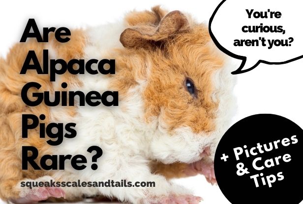 Are Alpaca Guinea Pigs Rare? (+ Pictures & Care Tips)