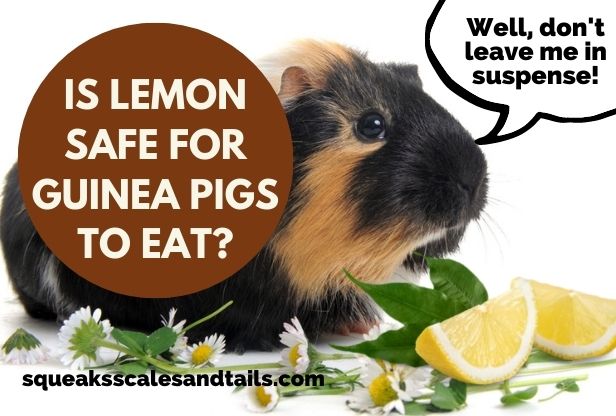 Is Lemon Safe For Guinea Pigs To Eat? (Spoiler: No, It’s Not)
