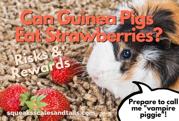 Can Guinea Pigs Eat Strawberries? (Risks & Rewards)
