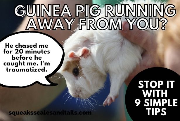 Guinea Pig Running Away?  Stop It With 9 Simple Tips