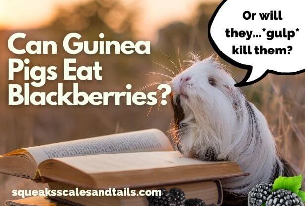 Can Guinea Pigs Eat Blackberries? (Or Will They Kill Them?)