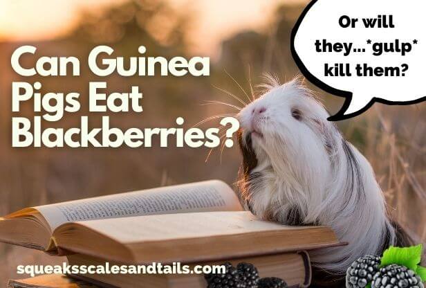 can guinea pigs eat blackberries