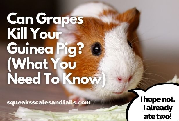Can Grapes Kill Your Guinea Pig? (What You Need To Know)