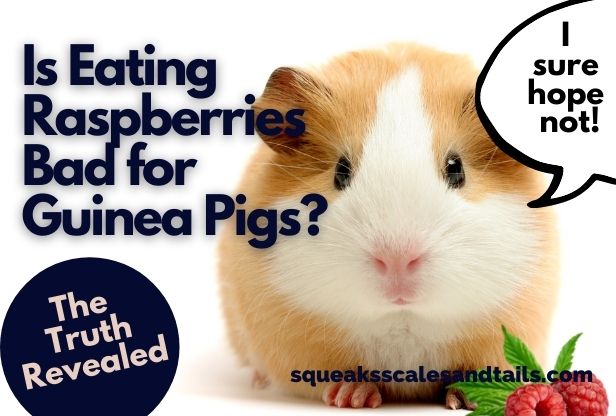 can guinea pigs eat raspberries