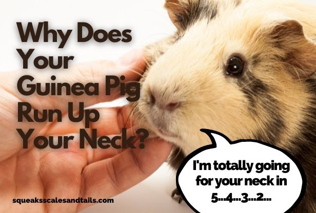 Why Does Your Guinea Pig Run Up Your Neck? (Here’s The Scoop)