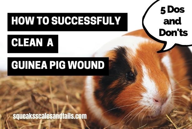 how to clean a guinea pig wound
