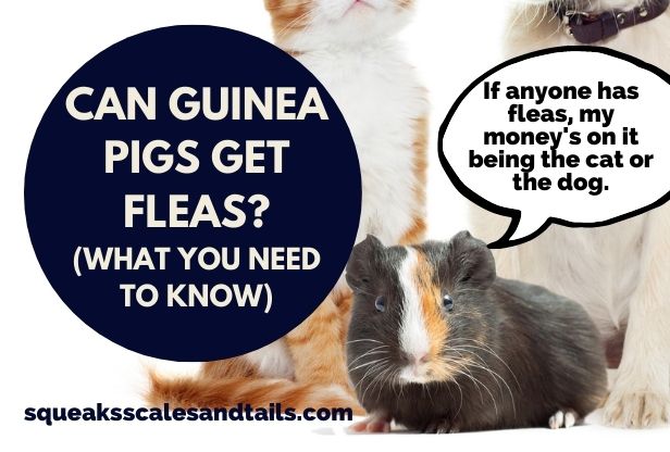can guinea pigs get fleas