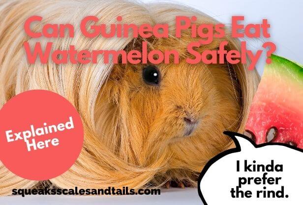 Can Guinea Pigs Eat Watermelon Safely? (Explained Here)