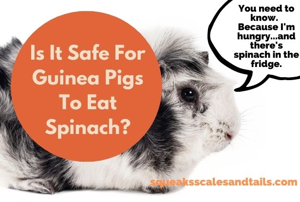 a picture of a guinea pig for an article about whether or not eating spinach is safe for them