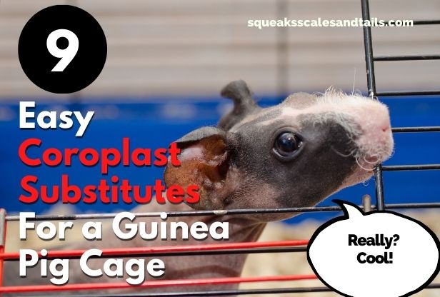 9 Easy Coroplast Substitutes For Guinea Pig Cages