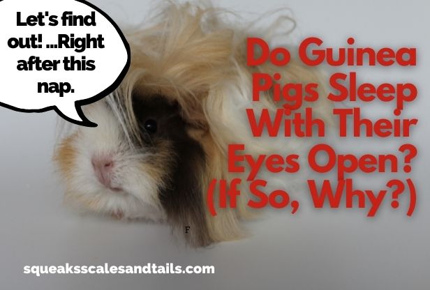 Do Guinea Pigs Sleep With Their Eyes Open? (If So, Why?)