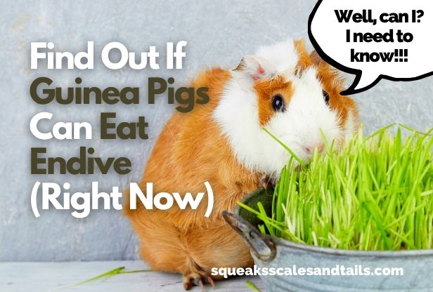 Find Out If Guinea Pigs Can Eat Endive (Right Now)
