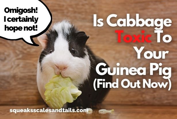Is Cabbage Toxic To Your Guinea Pig? (Find Out Here)