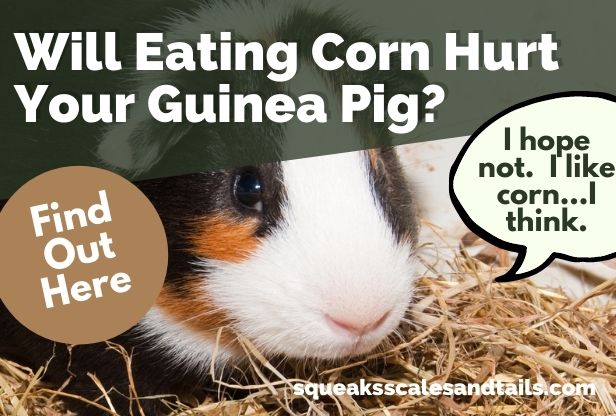 can guinea pigs have corn