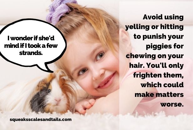 why do guinea pigs eat human hair