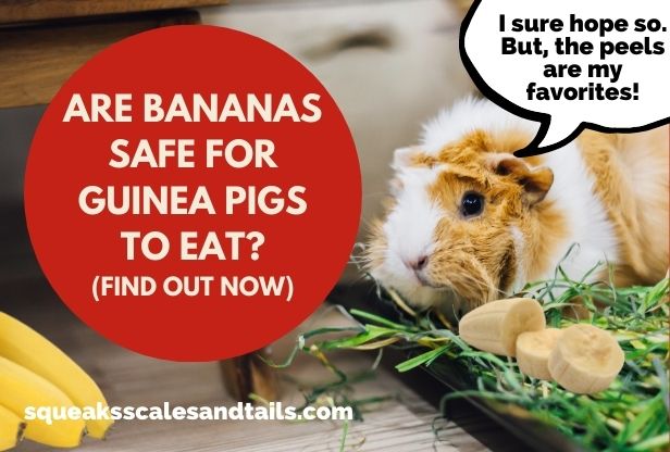 can guinea pigs eat bananas