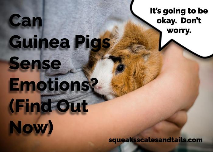 Can Guinea Pigs Sense Emotions? (Find Out Now)