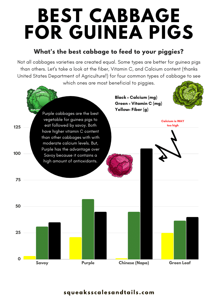 can guinea pigs eat cabbage? what's the best cabbage to feed a guinea pig