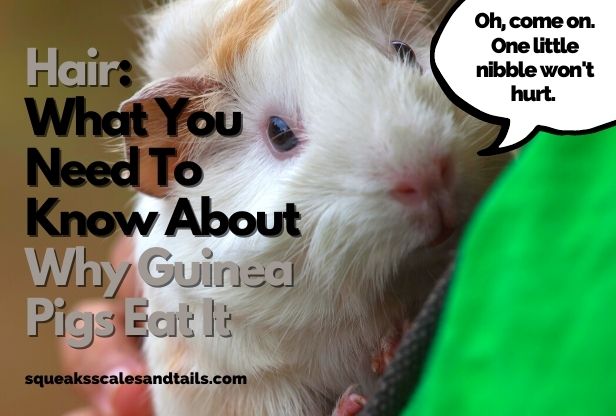 Hair: What You Need To Know About Why Guinea Pigs Eat It