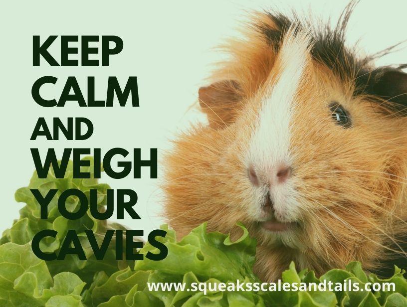 is your guinea pig fat or overweight