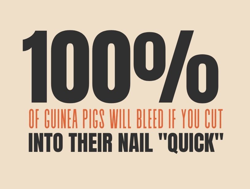 how to stop a guinea pig nail from bleeding