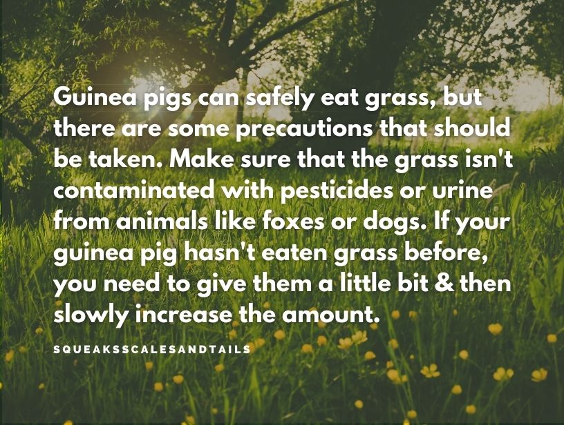 can guinea pigs eat grass