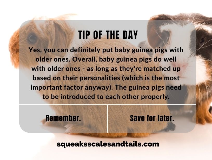 Can You Put A Baby Guinea Pig With An Older One?