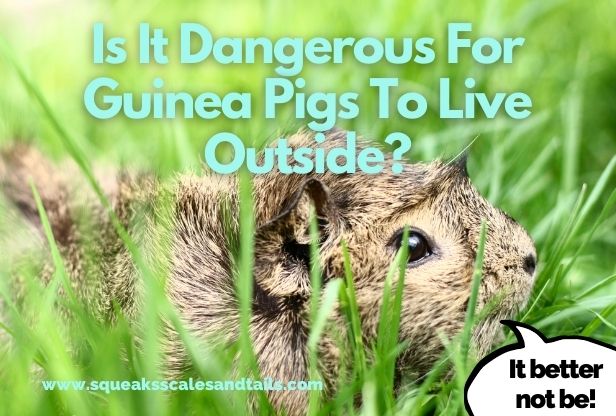 Is It Dangerous For Guinea Pigs To Live Outside? (Explained Here)