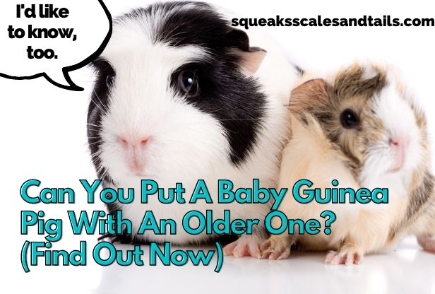 Can You Put A Baby Guinea Pig With An Older One? (Find Out Now)