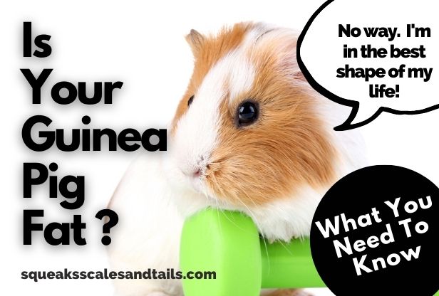 is your guinea pig fat or overweight