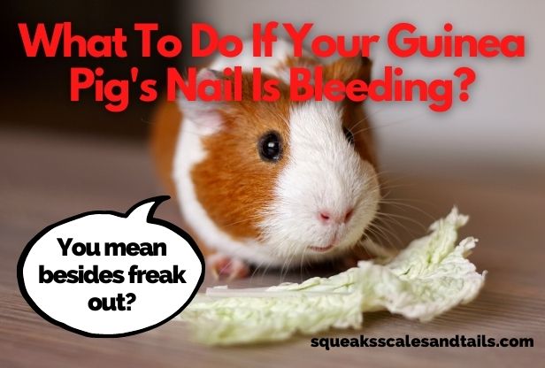 What To Do If Your Guinea Pig's Nail Is Bleeding? (Find Out Now) - Squeaks  Scales & Tails