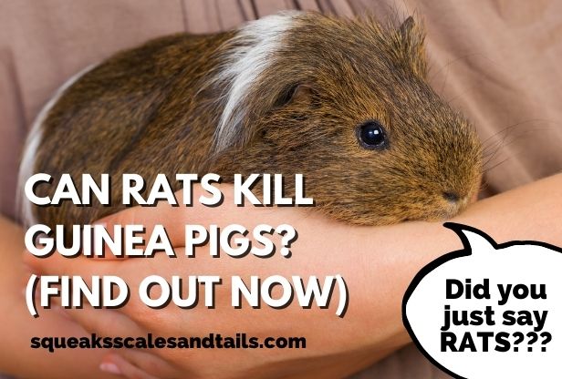 can rats kill guinea pigs