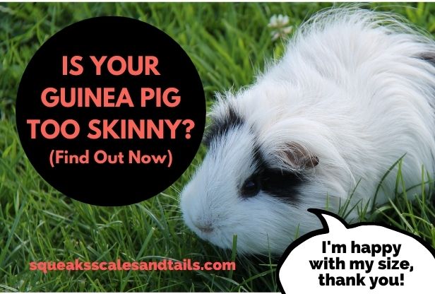 is your guinea pig skinny
