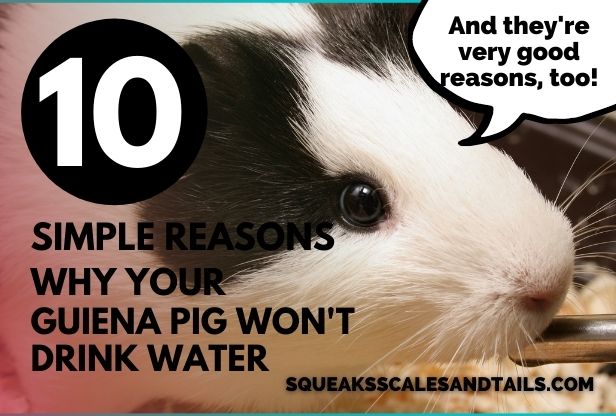 10 Simple Reasons Why Your Guinea Pig Isn’t Drinking Water